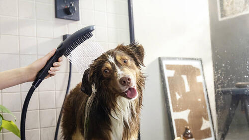 Hansgrohe Dogshower Handpiece 150 3 Jet
