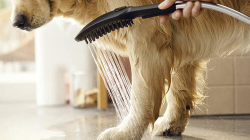 Hansgrohe Dogshower Handpiece 150 3 Jet