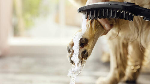 Hansgrohe Dogshower Handpiece 150 3 Jet