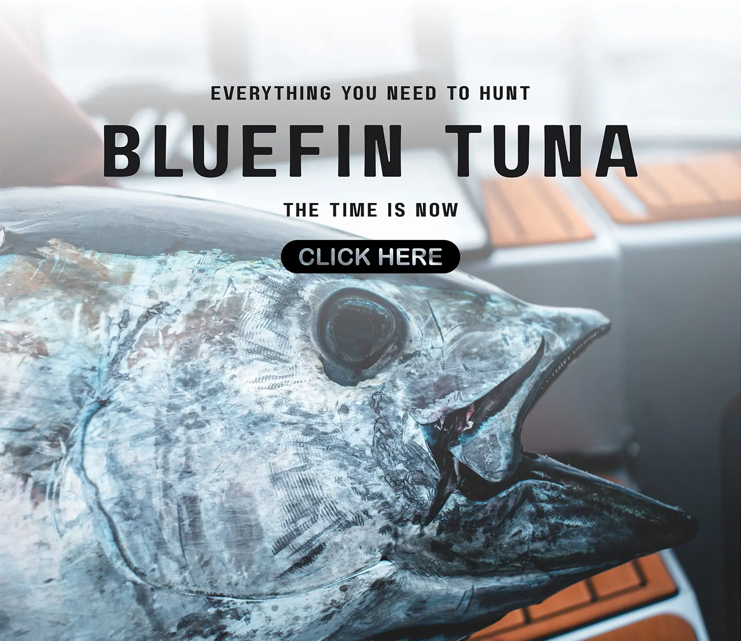Bluefin Tuna at Land & Sea