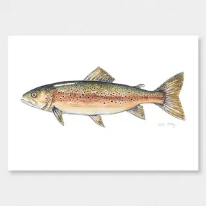 Colin McKay Watercolour Fish Art Brown Trout Gifting Card