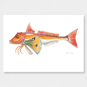 Colin McKay Watercolour Fish Art Gurnard Gifting Card