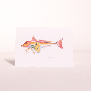 Colin McKay Watercolour Fish Art Gurnard Gifting Card