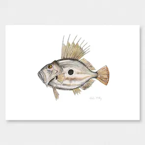 Colin McKay Watercolour Fish Art John Dory Gifting Card