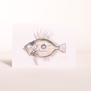 Colin McKay Watercolour Fish Art John Dory Gifting Card