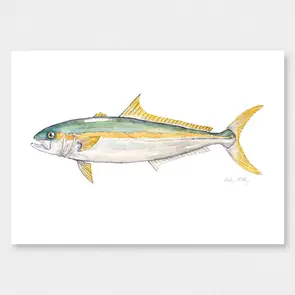 Colin McKay Watercolour Fish Art Kingfish Gifting Card