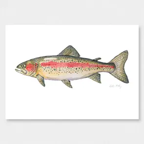 Colin McKay Watercolour Fish Art Rainbow Trout Gifting Card