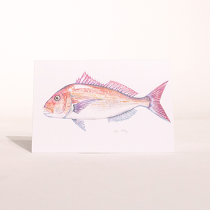 Colin McKay Watercolour Fish Art Snapper Gifting Card