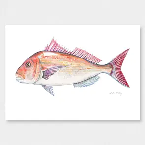 Colin McKay Watercolour Fish Art Snapper Gifting Card