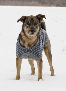 Blue Sky Fibers Woolstok - Bird Island Dog Sweater - Knitting Pattern