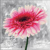Needle Art World  No Count Cross Stitch Kit - Pink Dahlia 43cm x 43cm